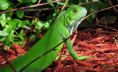 Iguana (Chad Sparkes)  [flickr.com]  CC BY 
Información sobre la licencia en 'Verificación de las fuentes de la imagen'