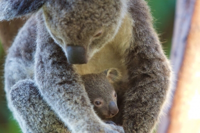 Koala en kind - Koala and her young, Whitsunday Islands (Jan Hazevoet)  [flickr.com]  CC BY 
Información sobre la licencia en 'Verificación de las fuentes de la imagen'