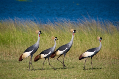 UGANDA: Grey crowned crane (Luz D.  Montero Espuela)  [flickr.com]  CC BY-SA 
Información sobre la licencia en 'Verificación de las fuentes de la imagen'